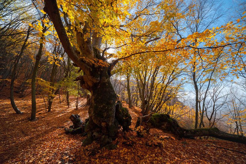 _ фото превью