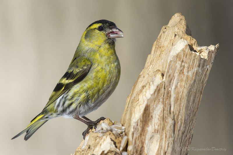 Чиж фото превью