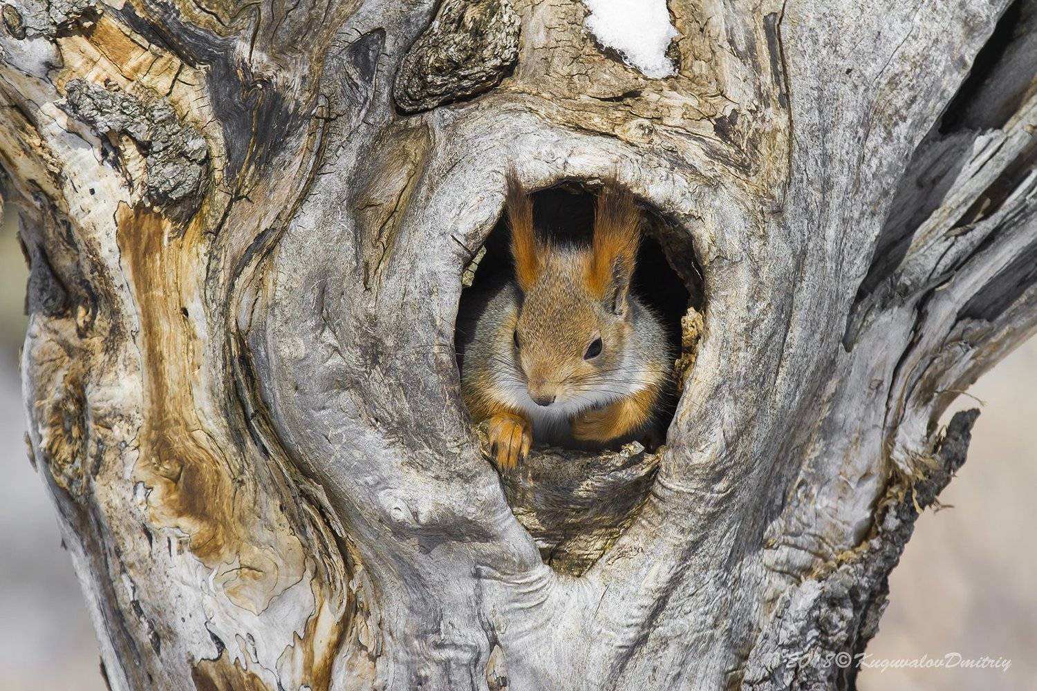 , Дмитрий Кугувалов