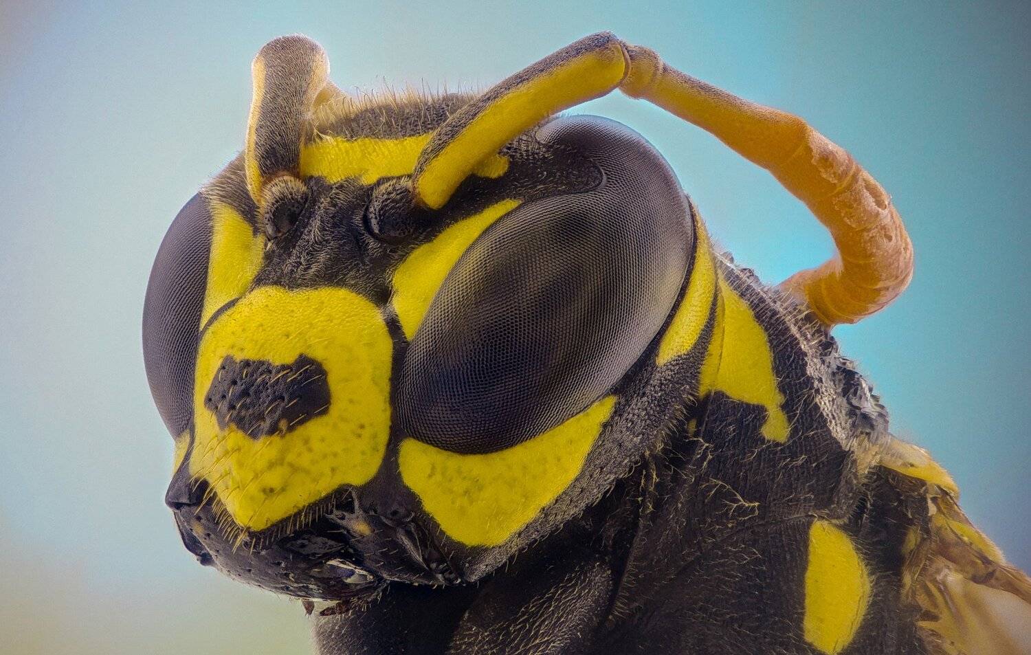 ceclii, macro, extrememacro, Tsvetan Ganev