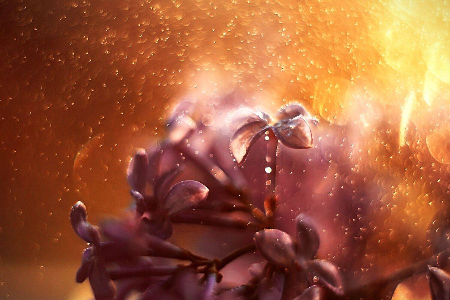 , Анастасия Колесникова