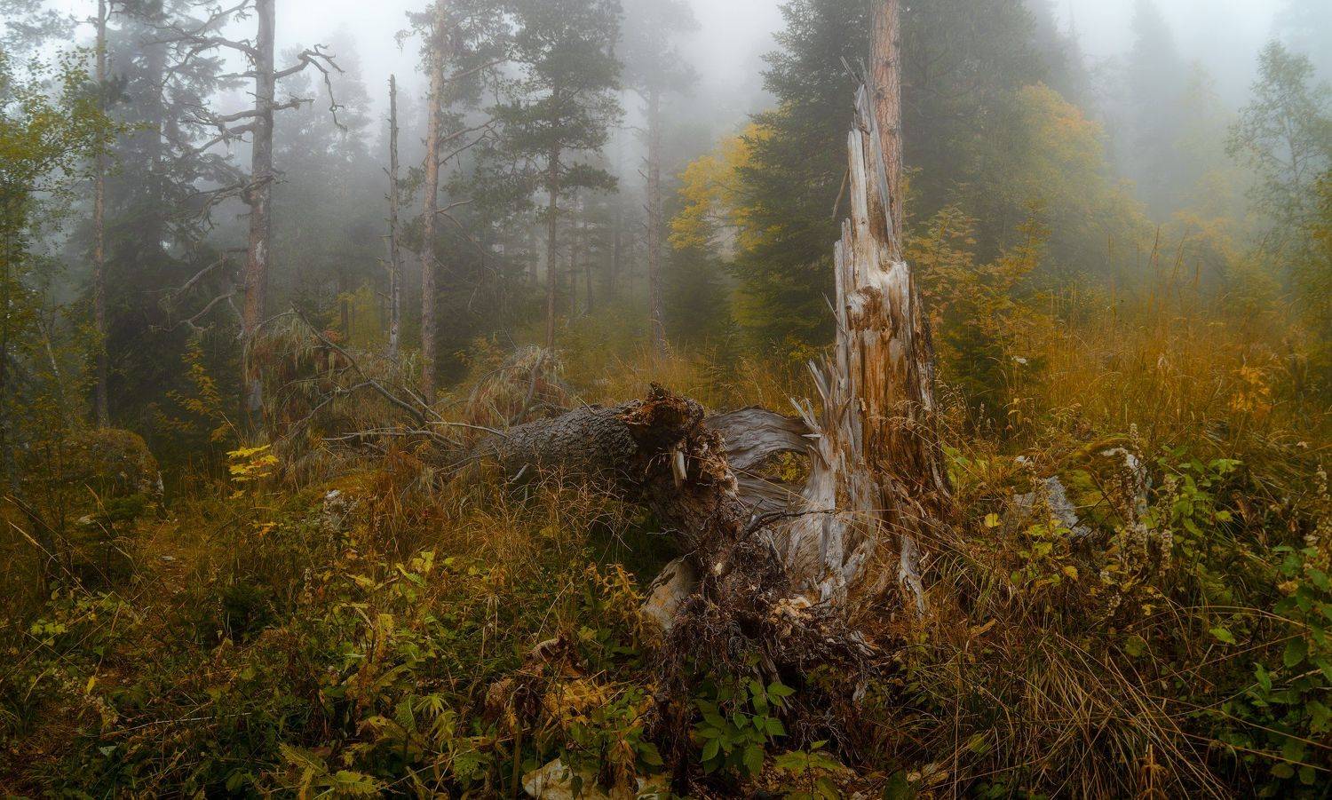 , Alexander Plekhanov