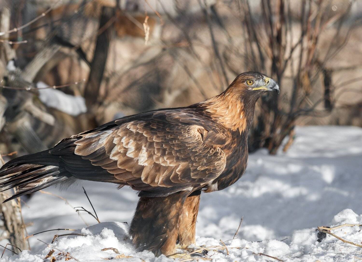 беркут, Олег Богданов