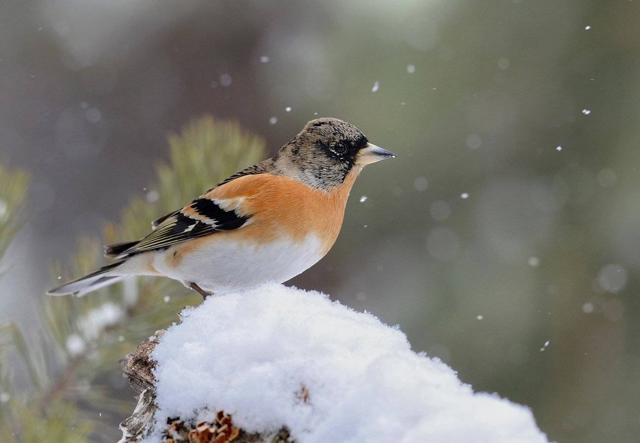 вьюрок,юрок,снег,зима,бор, Иван