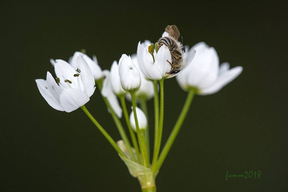 , Игорь ФУММ