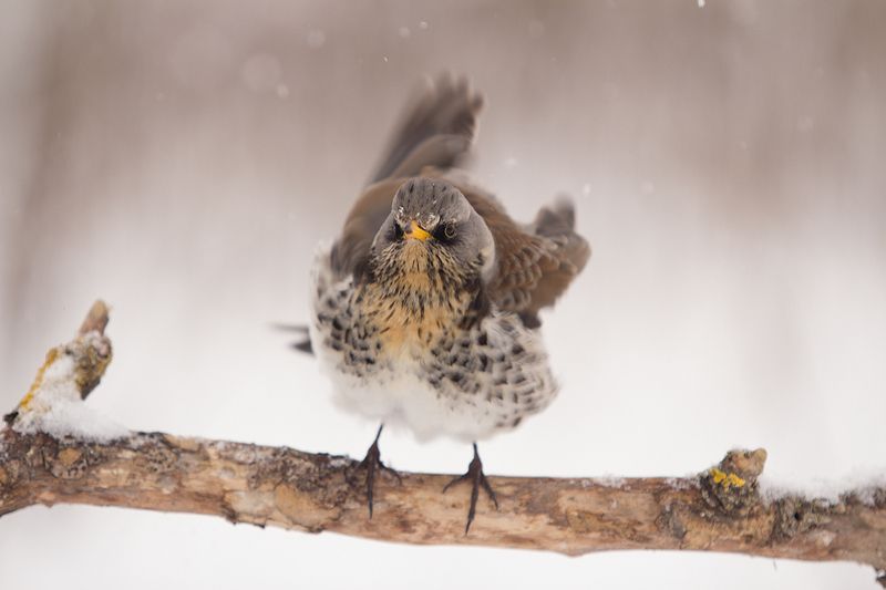 ббрррр фото превью
