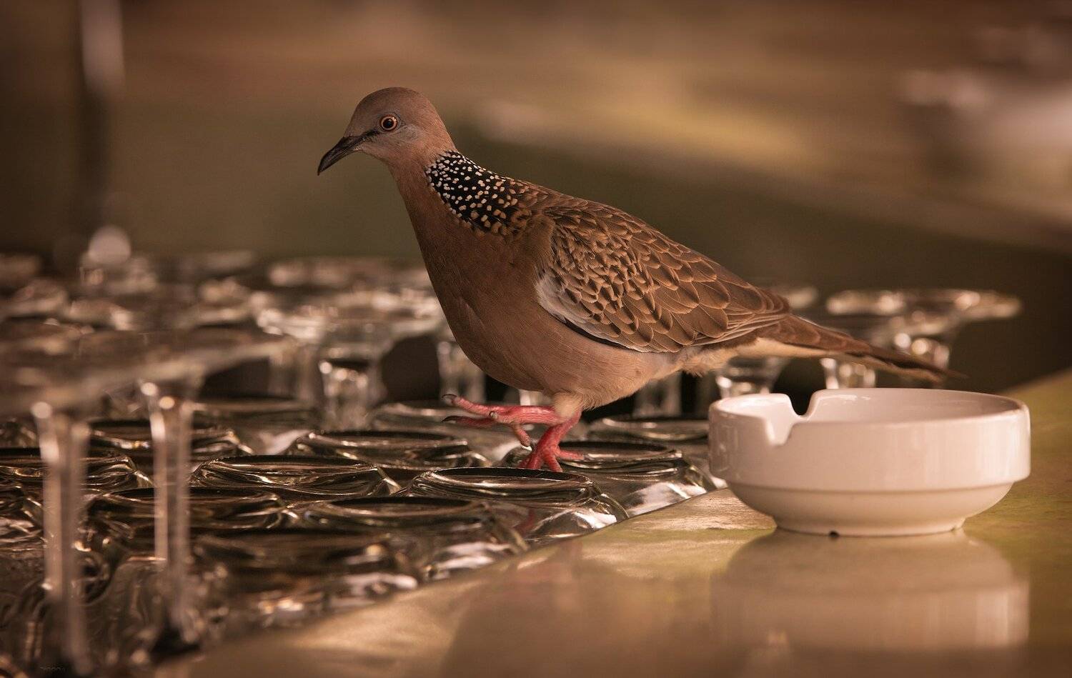 природа, животные, птицы, индонезия, Дмитрий Посевич