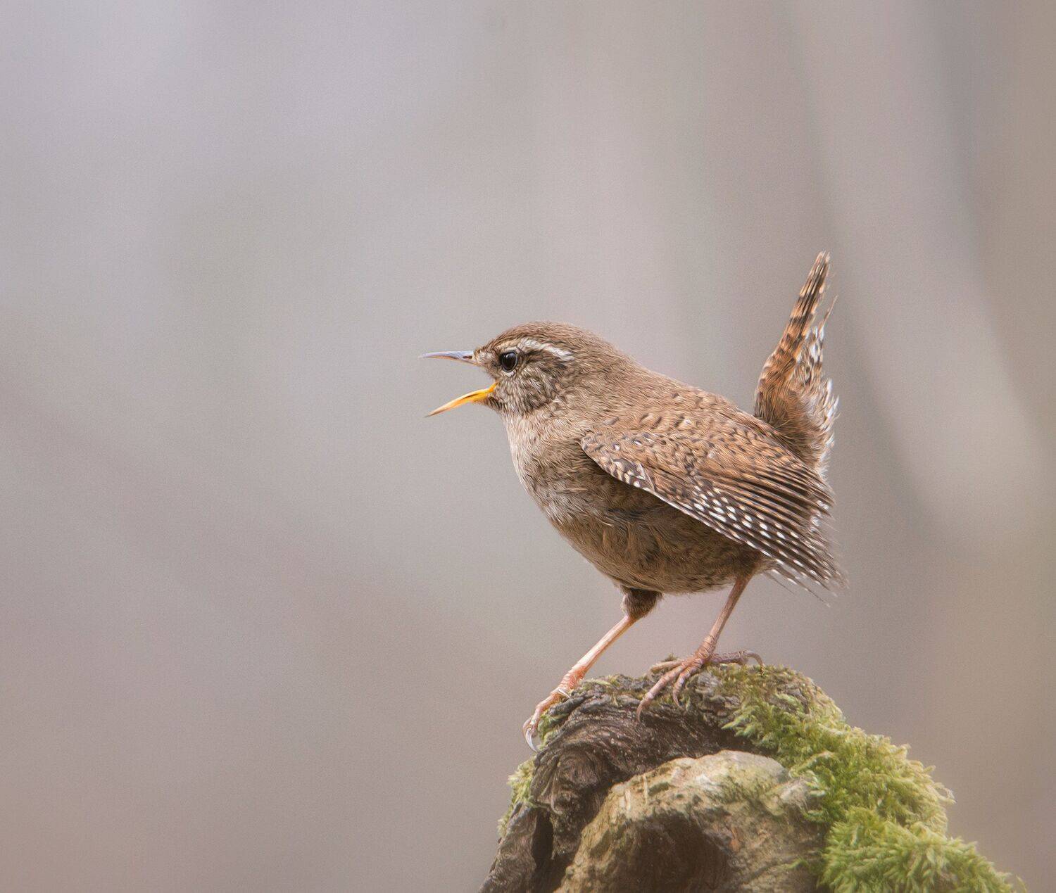 , Arkadiusz Michalak