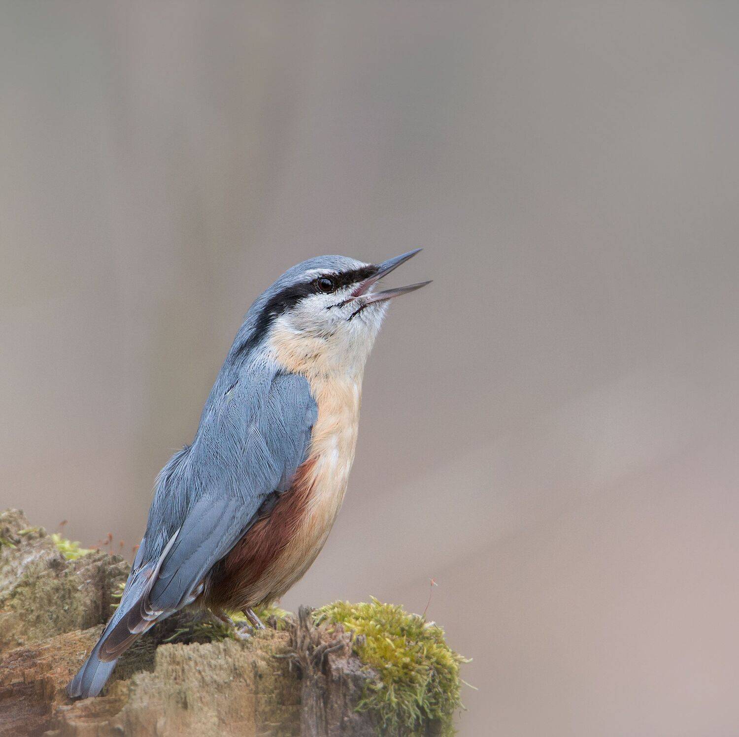 , Arkadiusz Michalak