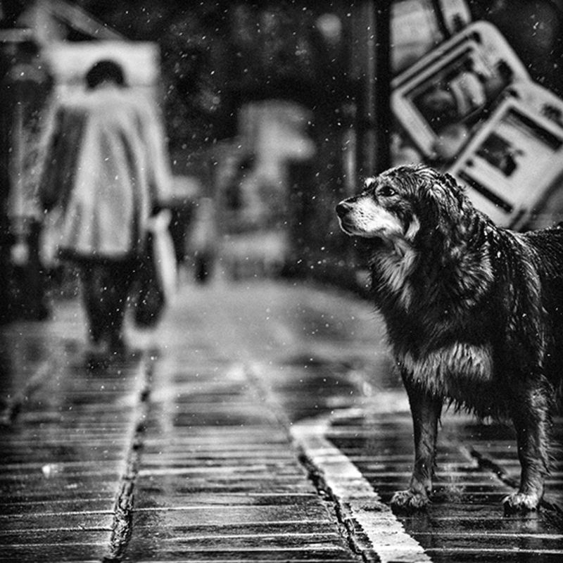 dog, собака, чб, bw Собачья жизнь фото превью