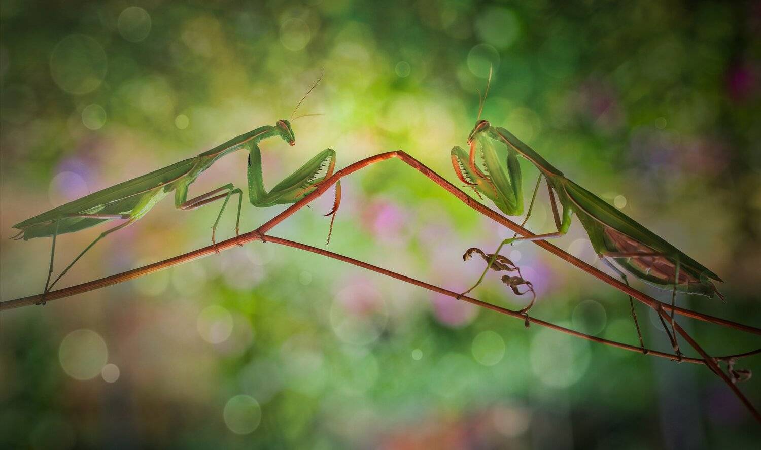 , Тодор Божков