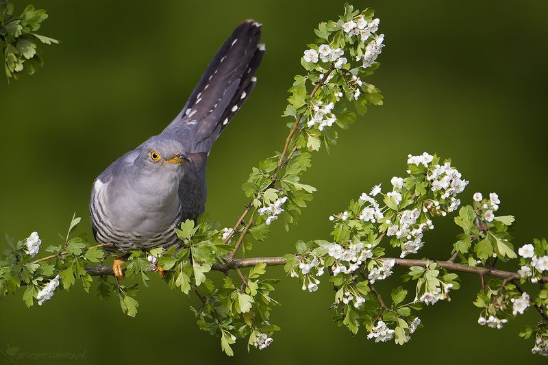 Cuckoo фото превью