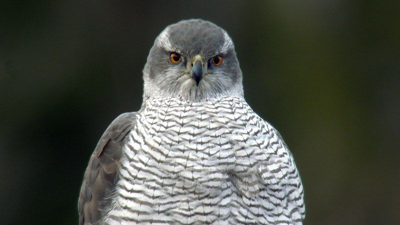 Ястреб-тетеревятник фото превью