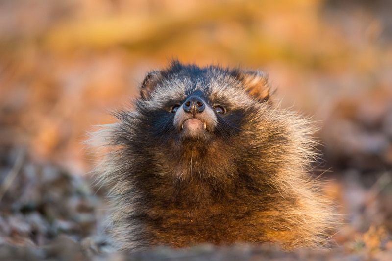 Jenot. фото превью