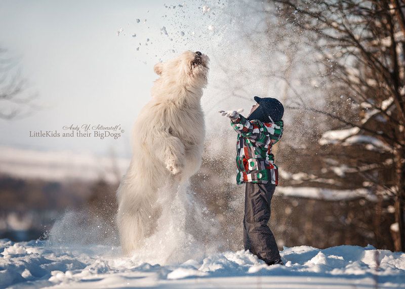 South Russian Sheepdog фото превью
