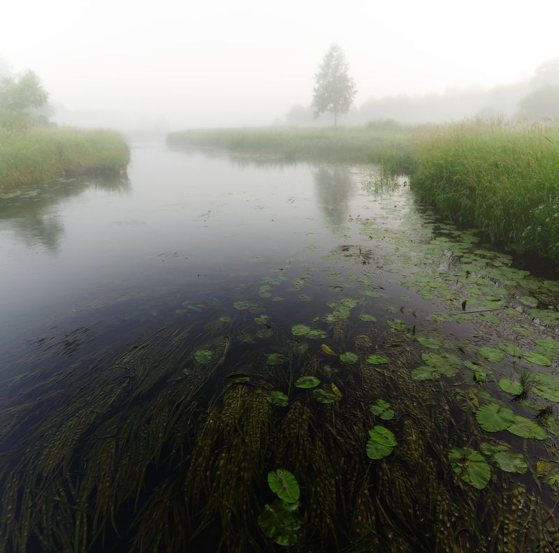 туман, река, кувшинки, дерево, лето, трава,  Туманное утро  фото превью