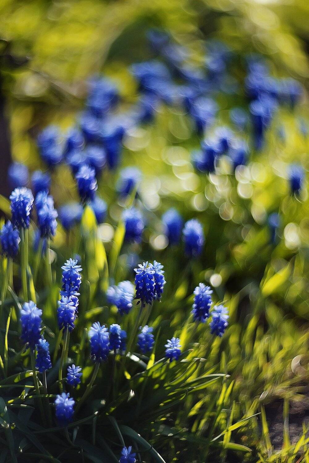 , Анастасия Колесникова