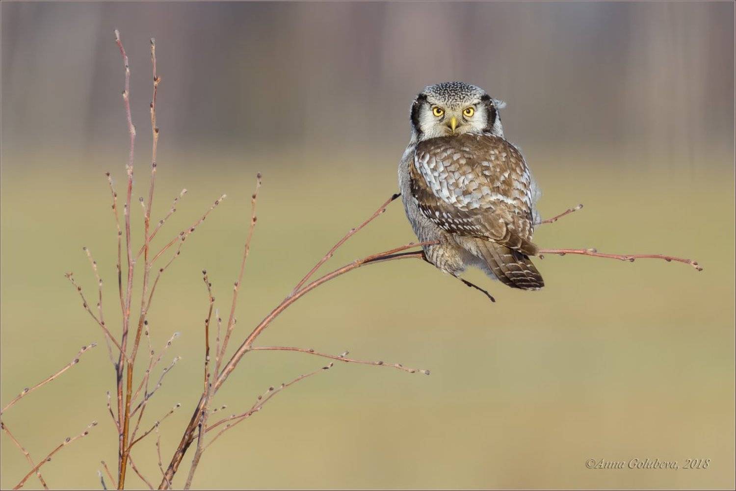 птицы, совы, сова, ястребиная сова, surnia ulula, northern hawk owl, весна, март, 2018, подмосковье, Анна Голубева