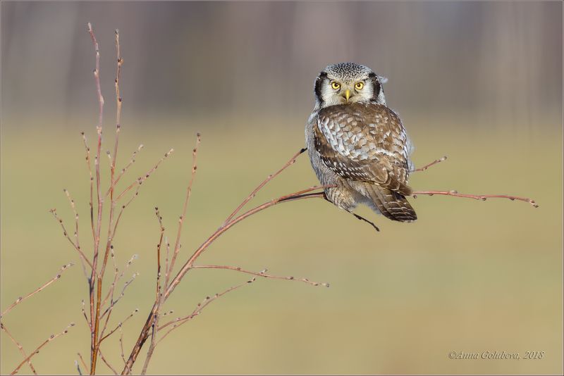 птицы, совы, сова, ястребиная сова, surnia ulula, northern hawk owl, весна, март, 2018, подмосковье Ястребинка фото превью