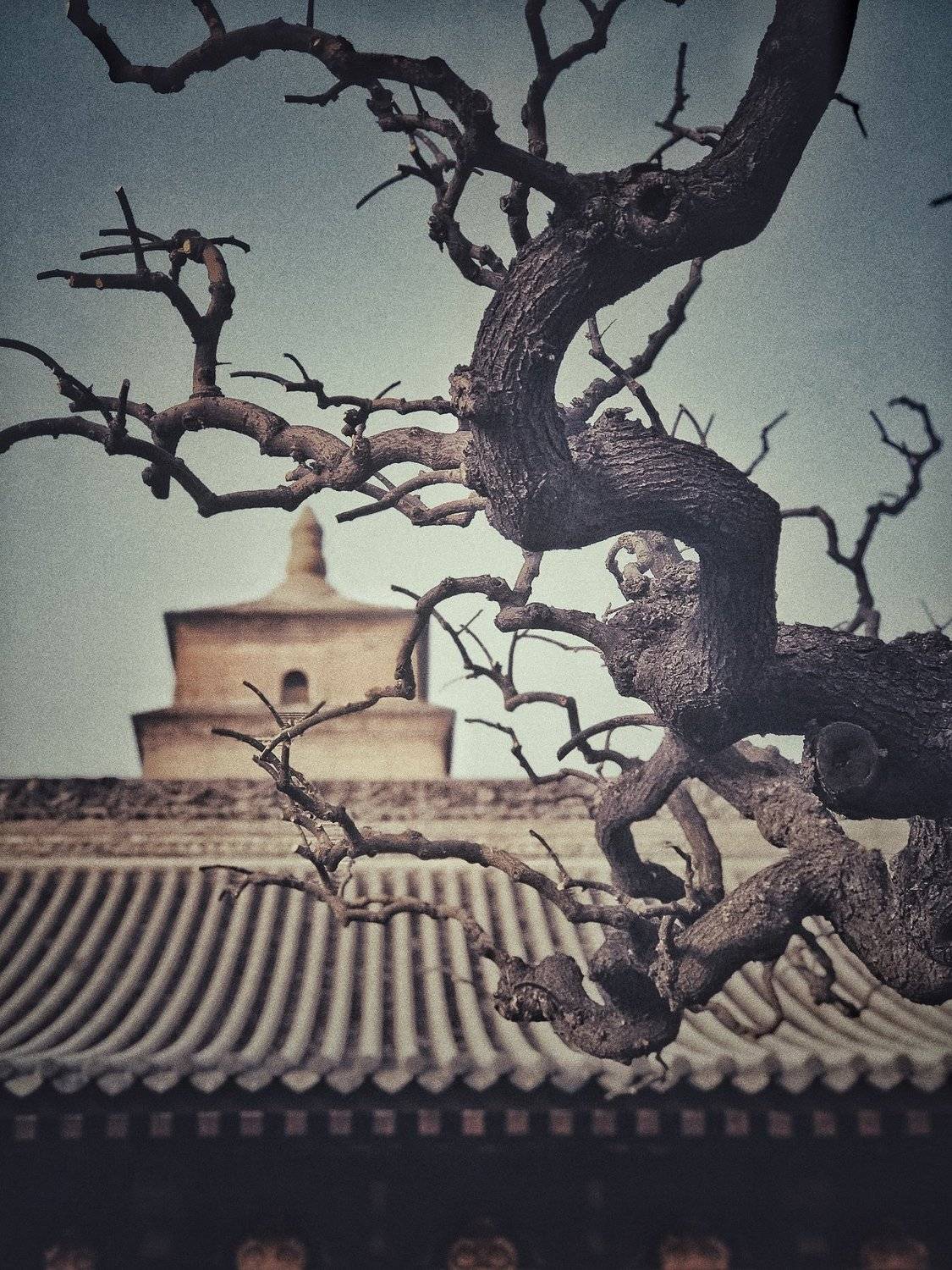 Great Wild Goose Pagoda, 雁滩一枝花