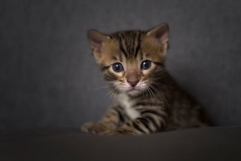 bengalski maluch фото превью