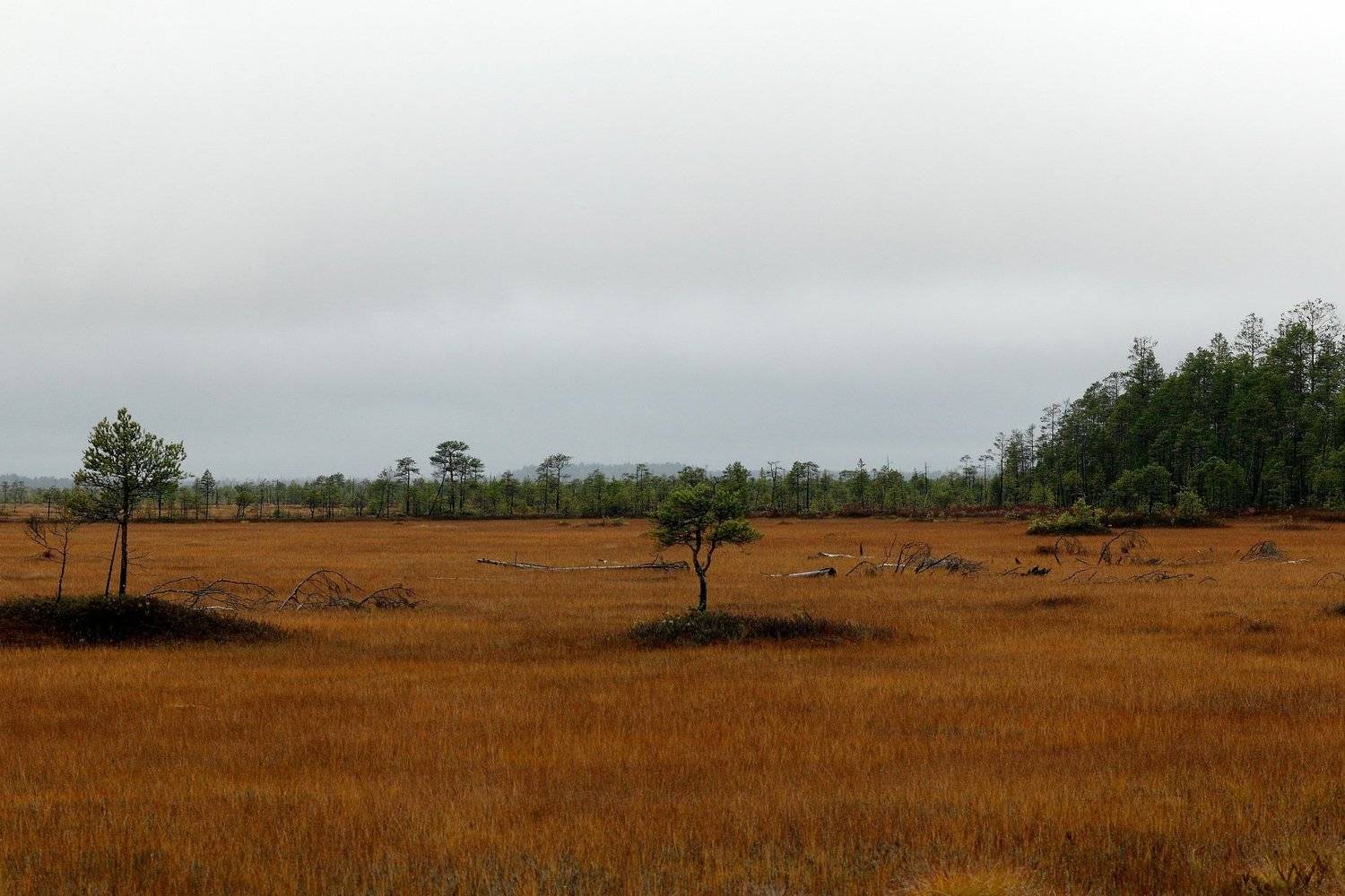  Западная Сибирь Томская область васюганское болото, Михаил Дронов