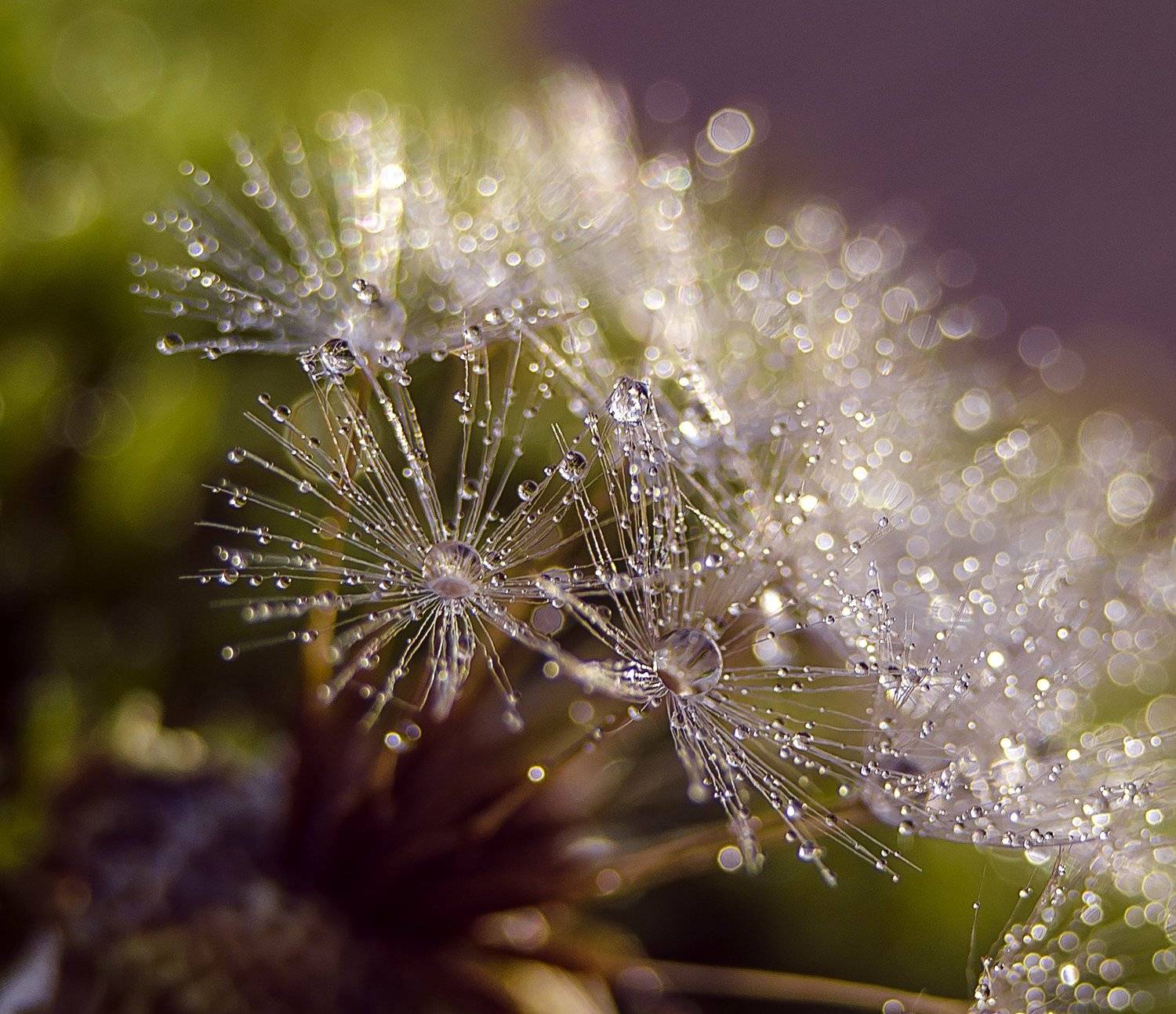 , Елена Вапняр