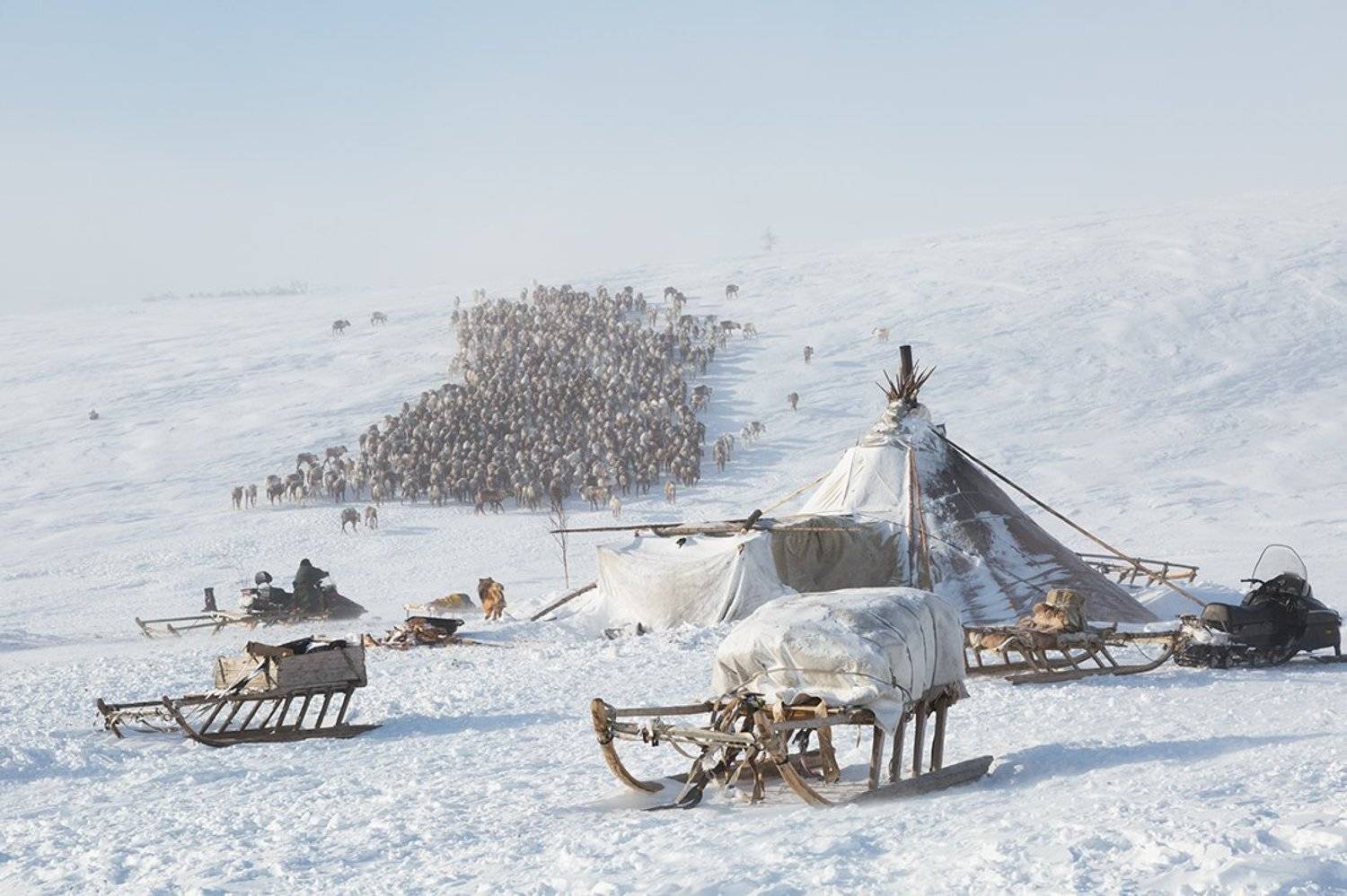 , Щипкова Елена