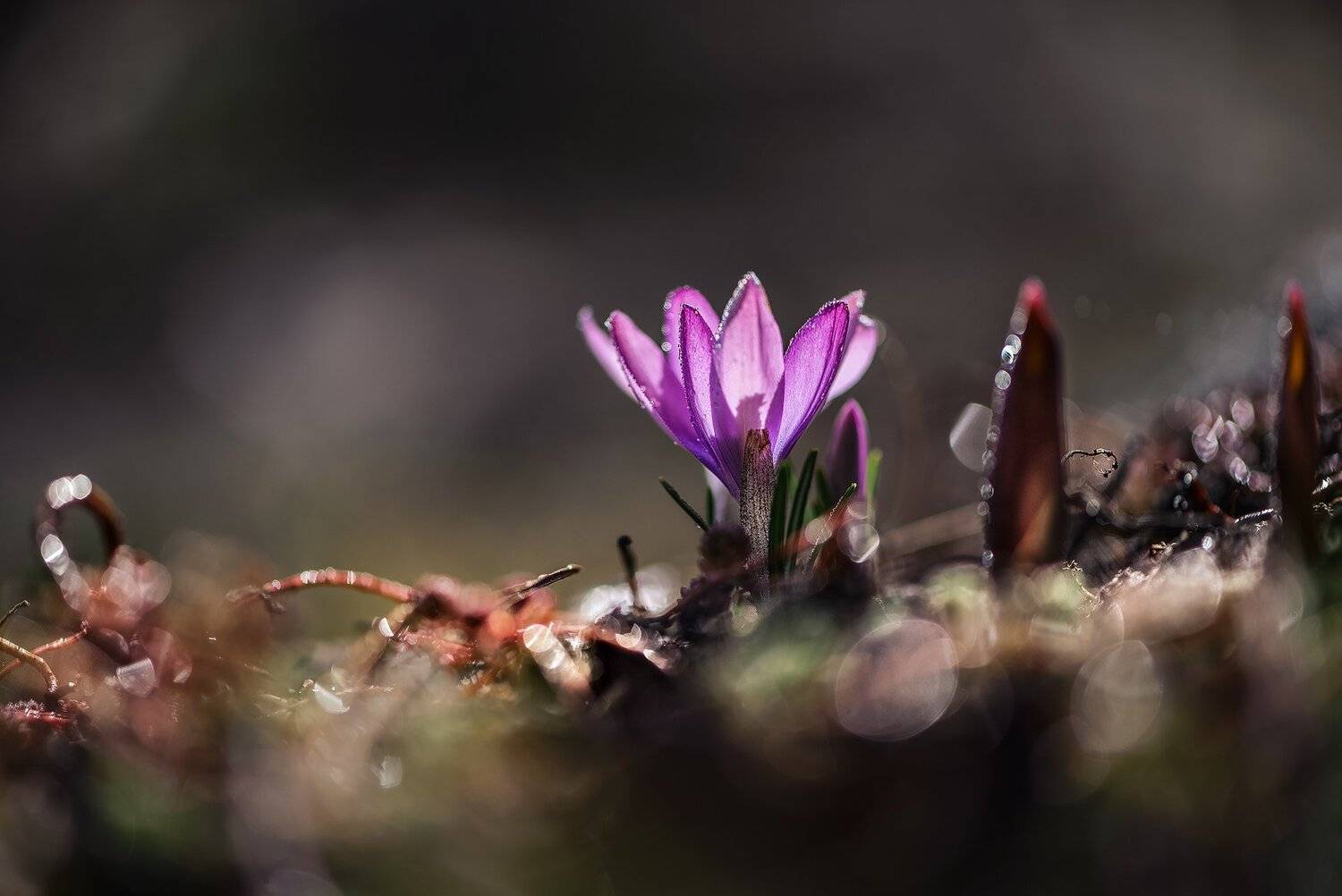природа, макро, весна, цветы, крокус,, Неля Рачкова