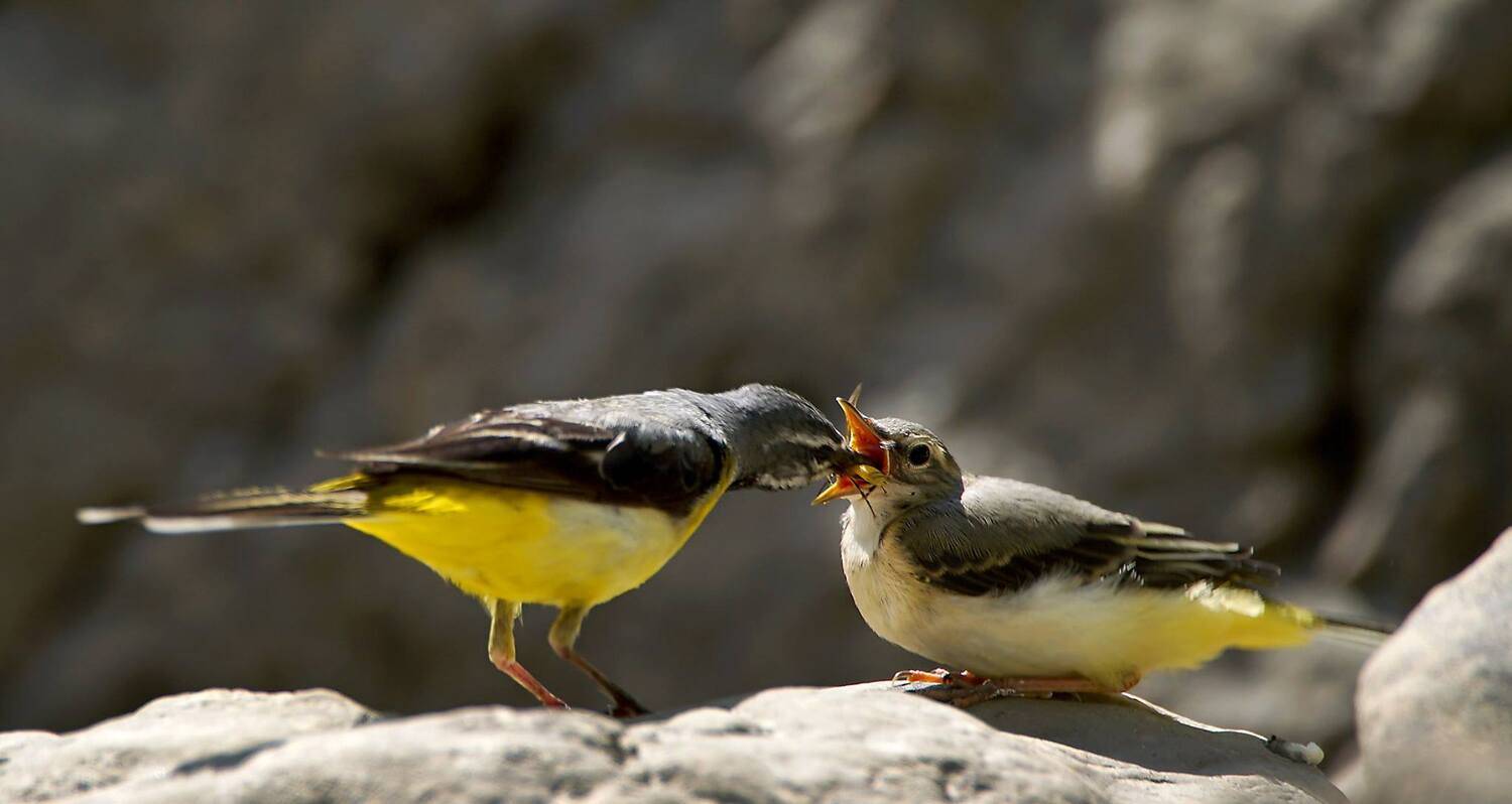 , Илья Бышнёв