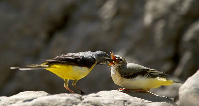 Кушать подано фото превью