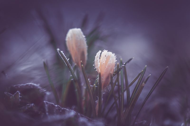 Поцелуй зимы... фото превью