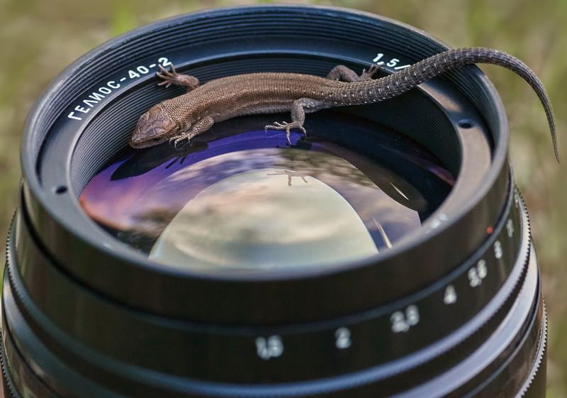 объектив Гелиос-40-2 ящерица макро  Любознательная  фото превью