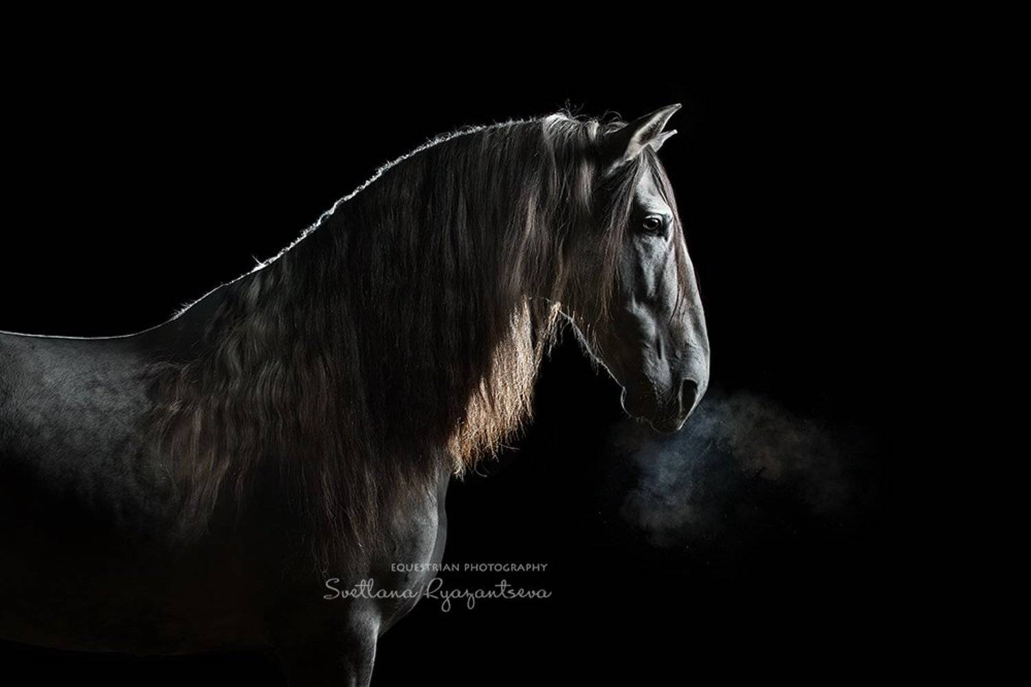 horse, лошадь, лошади, portrait, Svetlana Ryazantseva