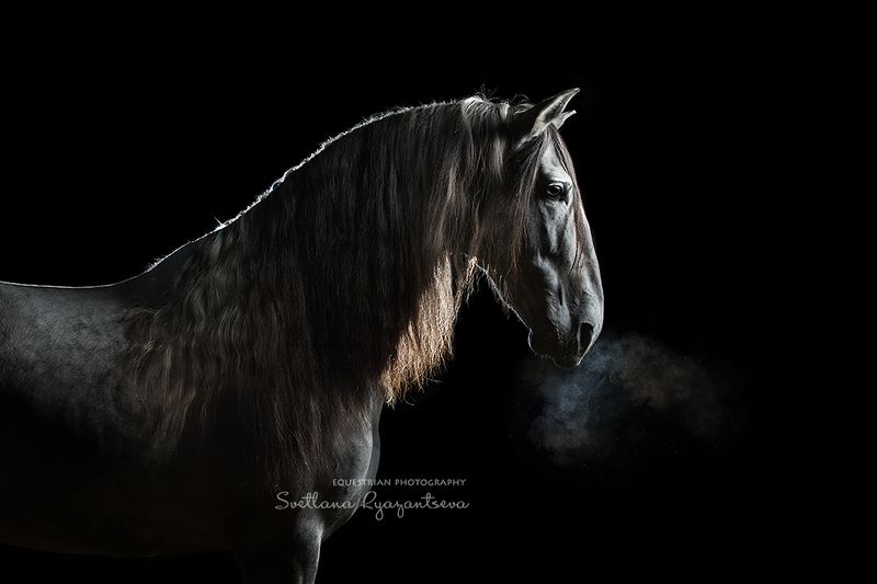 horse, лошадь, лошади, portrait the Dragon\'s breath фото превью