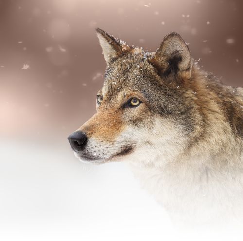 Волчица