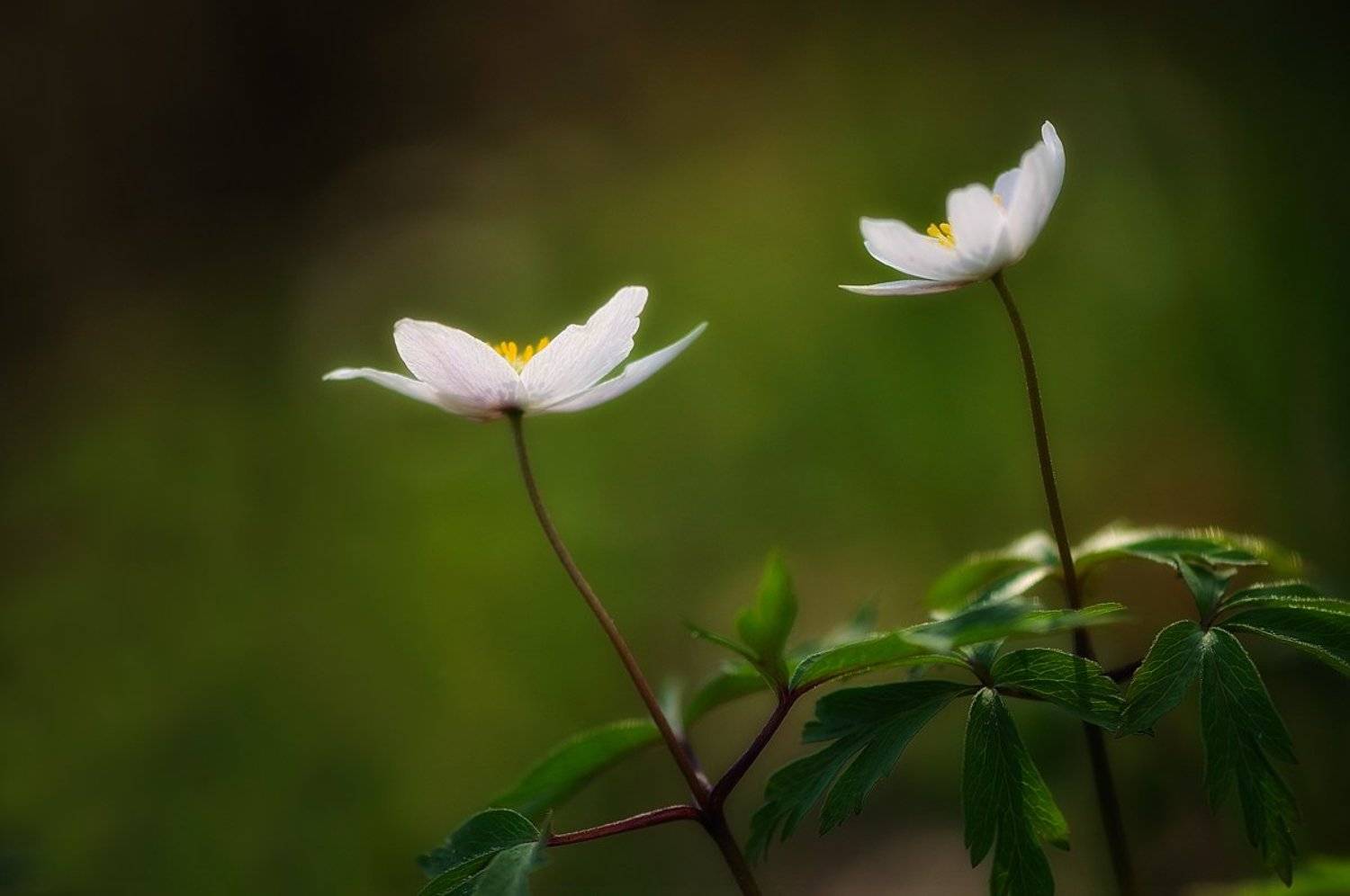 макро,лес,анемоны,ветреницы,весна, Наталия К