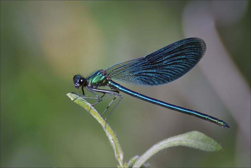 стрекоза Девушка красавица фото превью