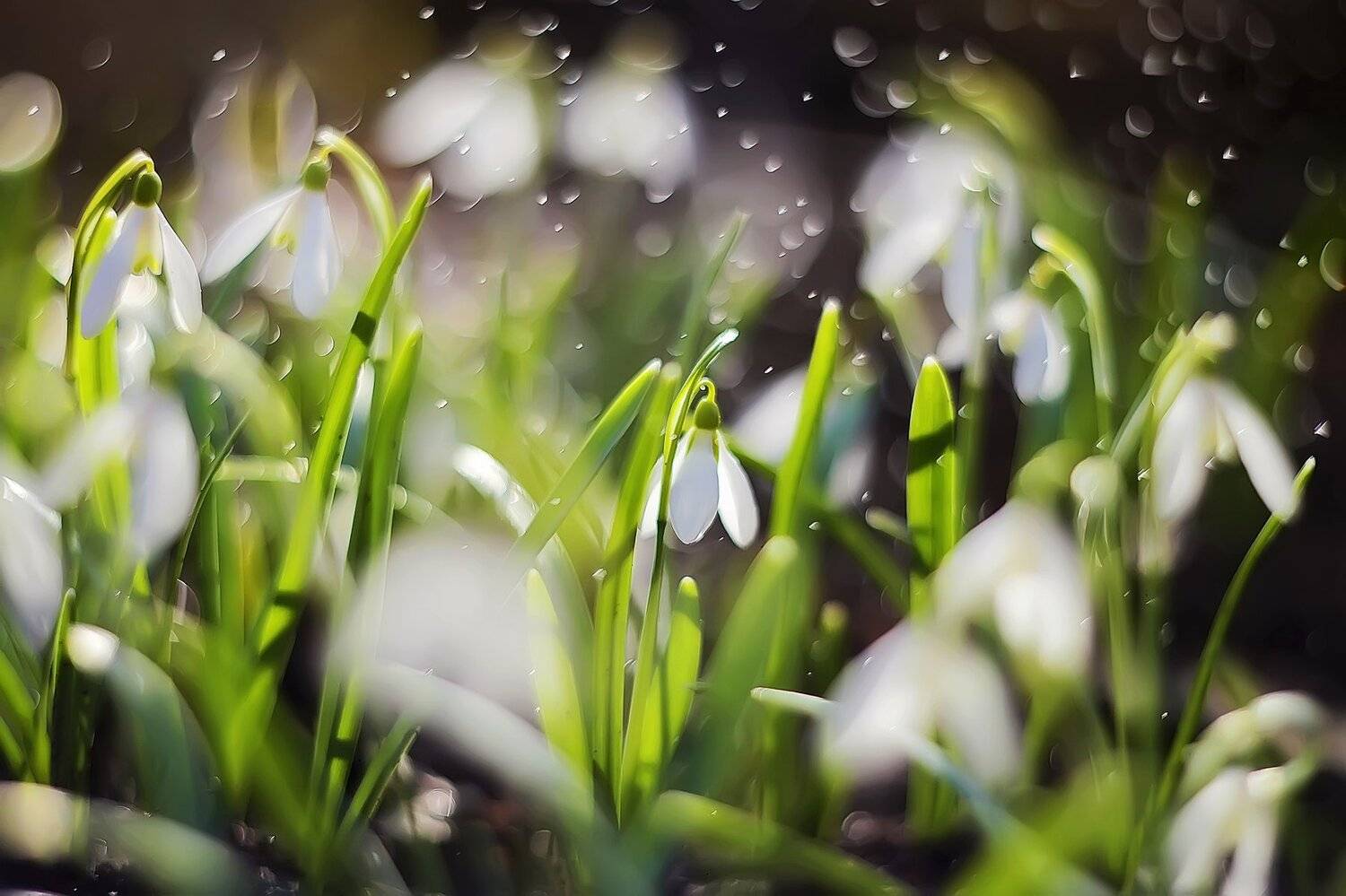 , Анастасия Колесникова