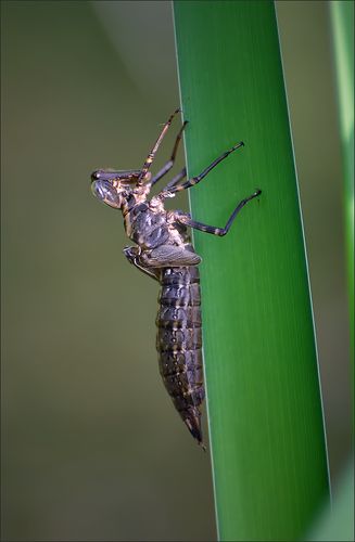Будущая стрекоза...