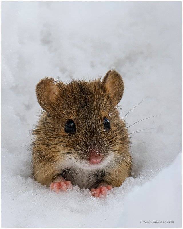 , Валерий Субачев