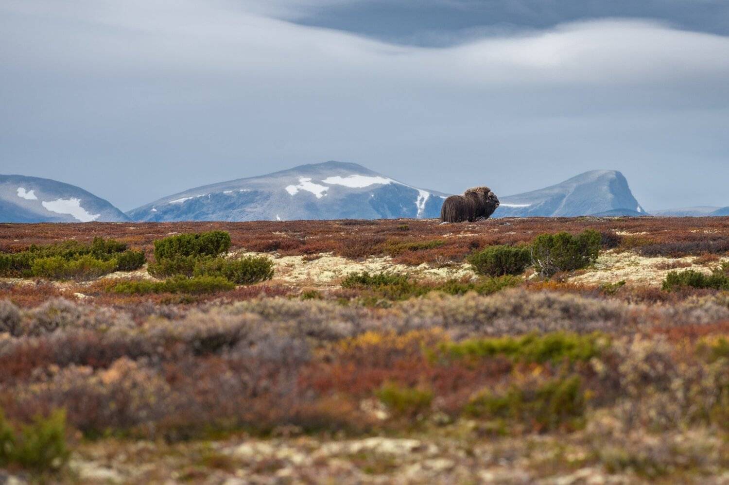 musk ox, animals, norway, dovre, landscape, autumn, Sylwia Grabinska