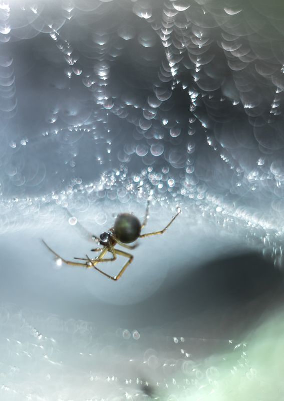 spider, insect, macro, helios 58mm, f/2, Micro World фото превью