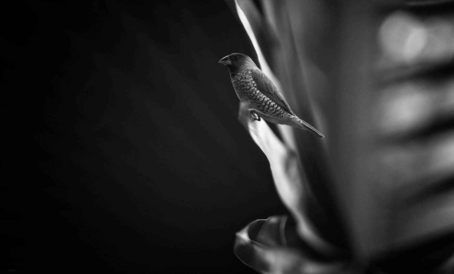 природа, животные, птицы, индонезия, Дмитрий Посевич