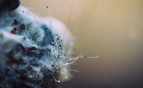 У каждого в душе цветёт своя весна