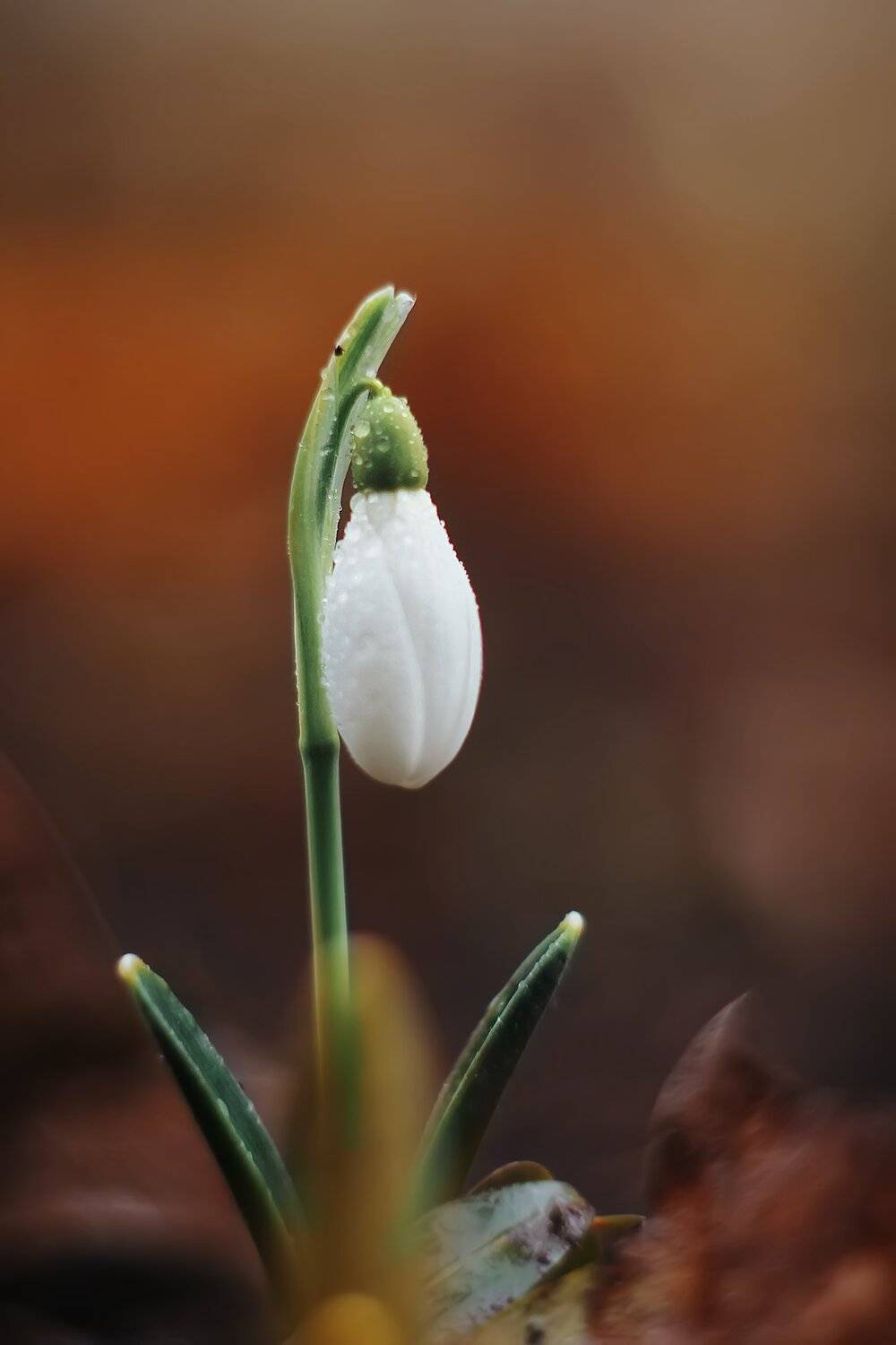, Анастасия Колесникова