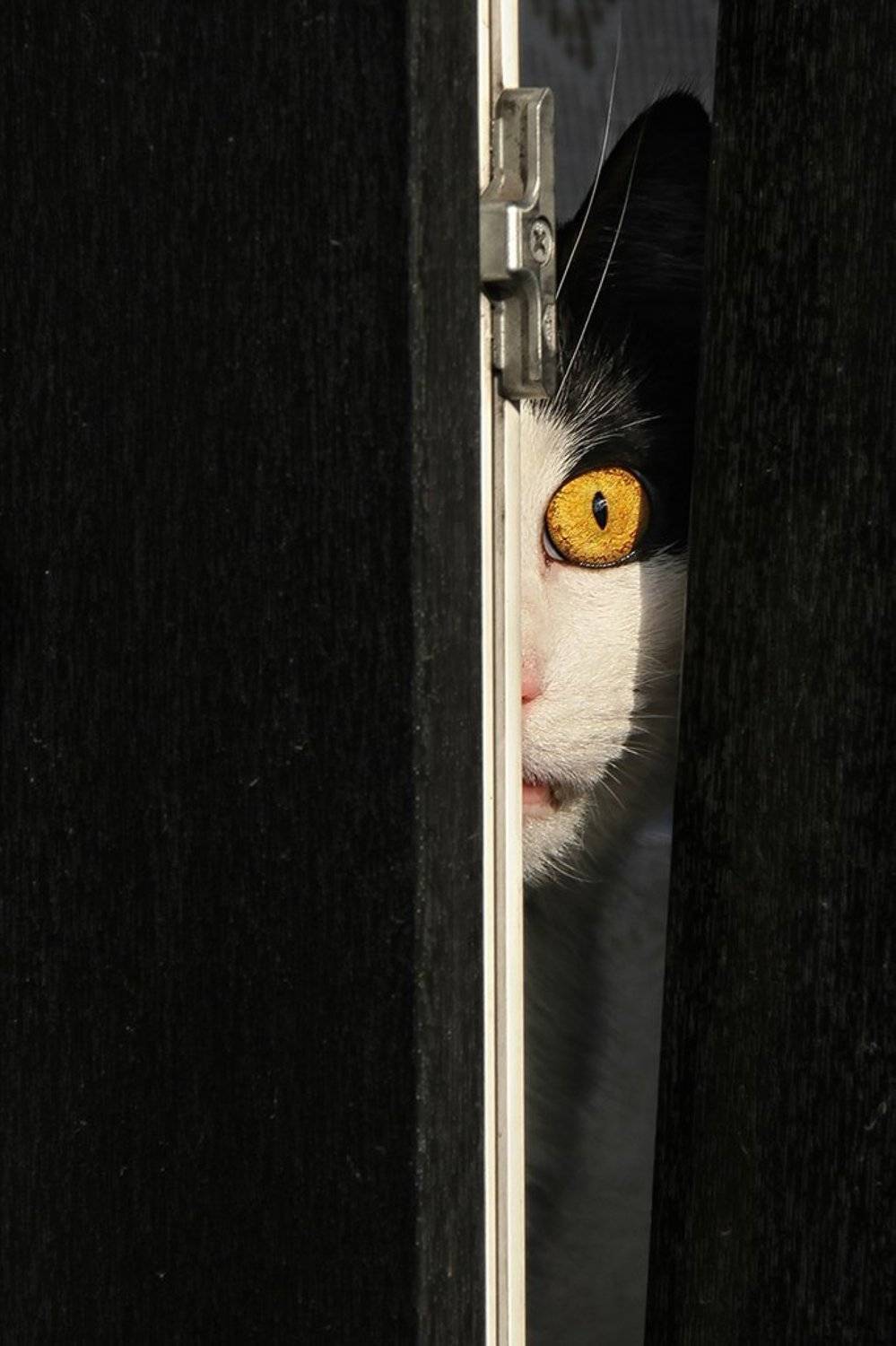 окно, створка, рама, кот, глаз, всевидящее око, слежка, надзиратель, надзор, ALLA SOKOLOVA