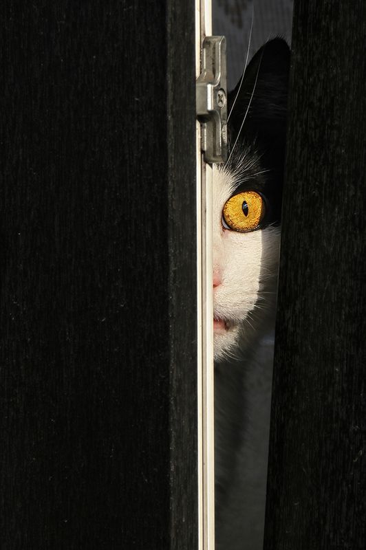 окно, створка, рама, кот, глаз, всевидящее око, слежка, надзиратель, надзор Пасучий глаз фото превью