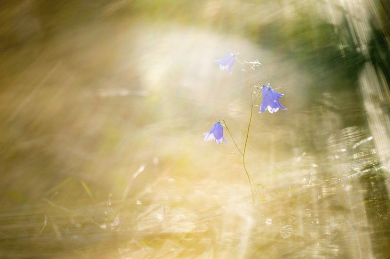 цветы,цветок,макро,растения,природа,колокольчик,свет В лучах заката фото превью