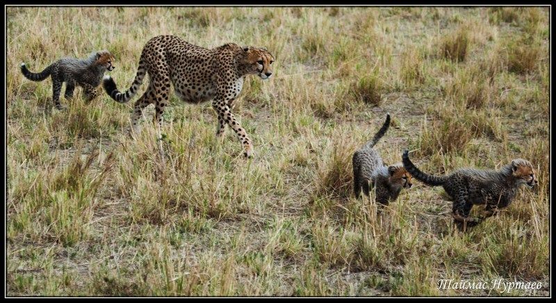 дружная МАЛЕНЬКАЯ ДРУЖНАЯ СЕМЕЙКА ГЕПАРДОВ фото превью